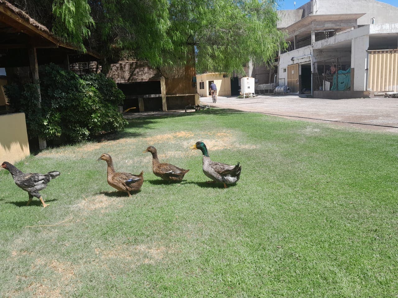 Animales de granja recorriendo el parque de Viñas de Segisa